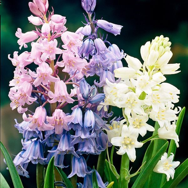 [メール便配送] 秋植え球根 球根つりがね草セット