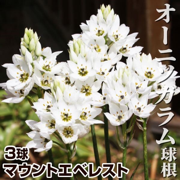[メール便配送] 秋植え球根 オーニソガラム マウントエベレスト 3球