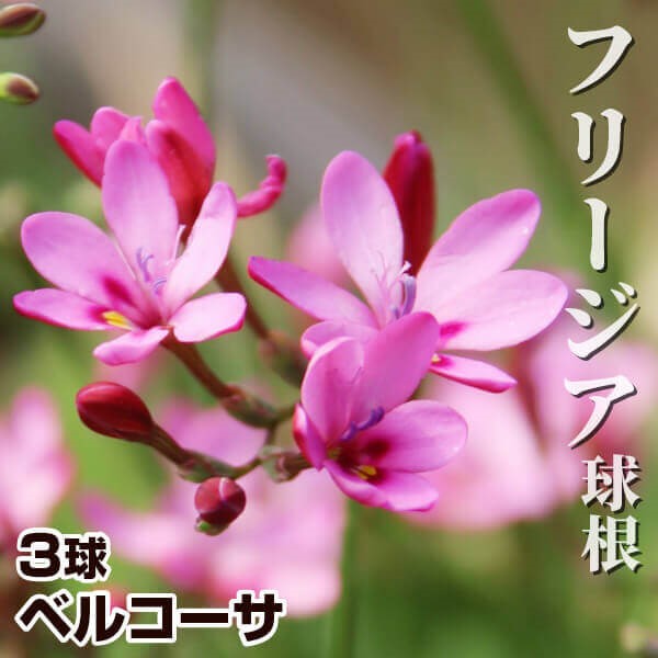 [メール便配送] 秋植え球根 フリージア ベルコーサ 3球