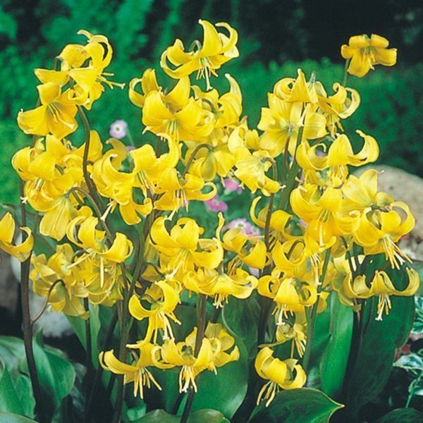 [メール便配送] 秋植え球根 西洋カタクリ パゴダ 3球