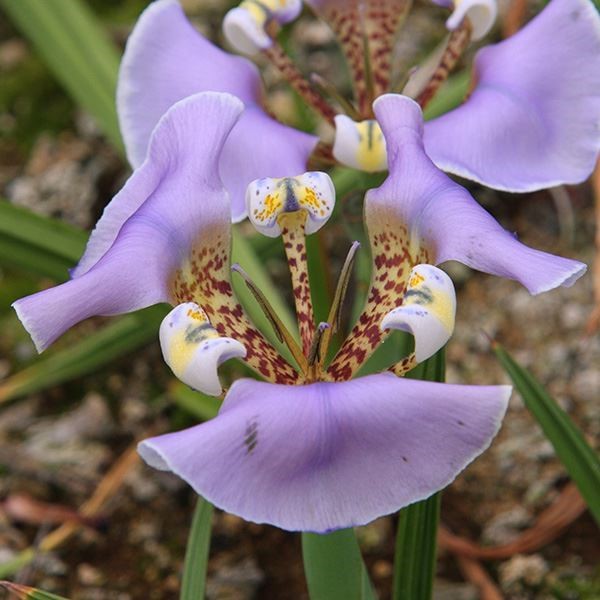 [メール便配送] 秋植え球根 オニラ ウングイクラタ 1球