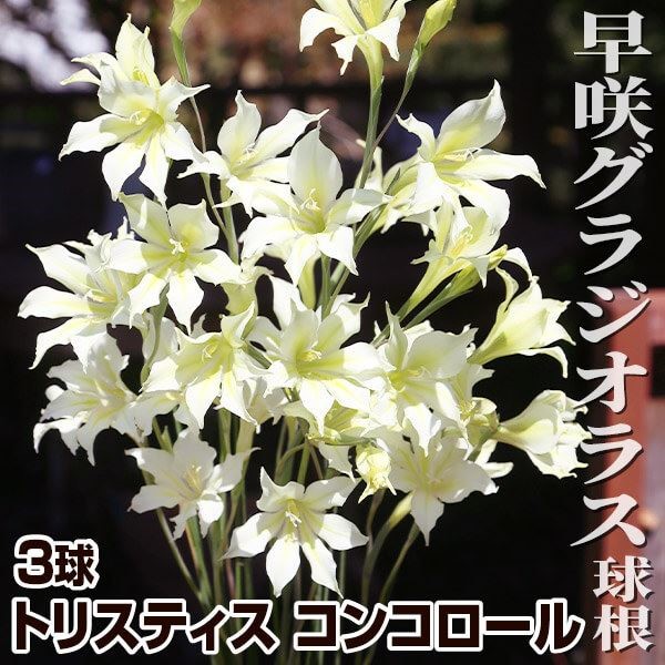 [メール便配送] 秋植え球根 早咲グラジオラス トリスティス コンコロール 3球