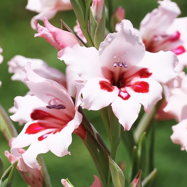 [メール便配送] 秋植え球根 早咲グラジオラス カルネウス 3球