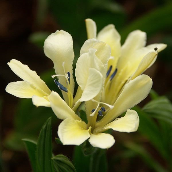 [メール便配送] 秋植え球根 バビアナ原種 オドラータ 3球