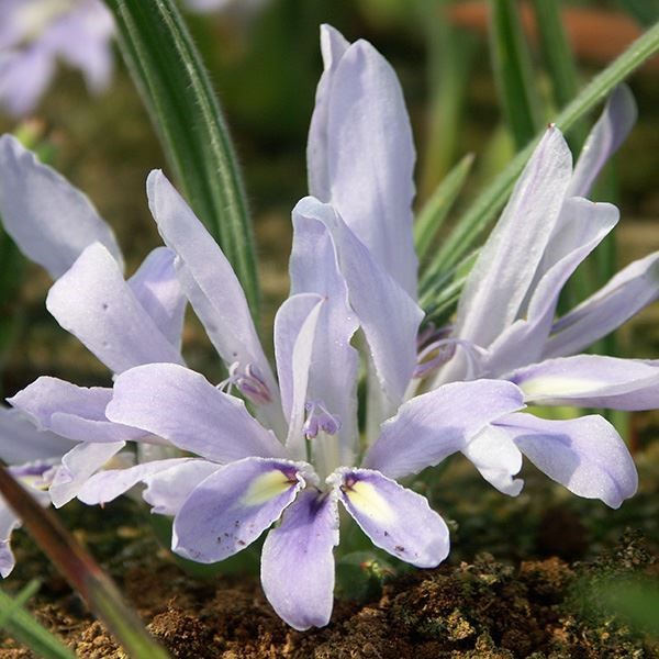 [メール便配送] 秋植え球根 バビアナ原種 セデルベルゲンシス 3球