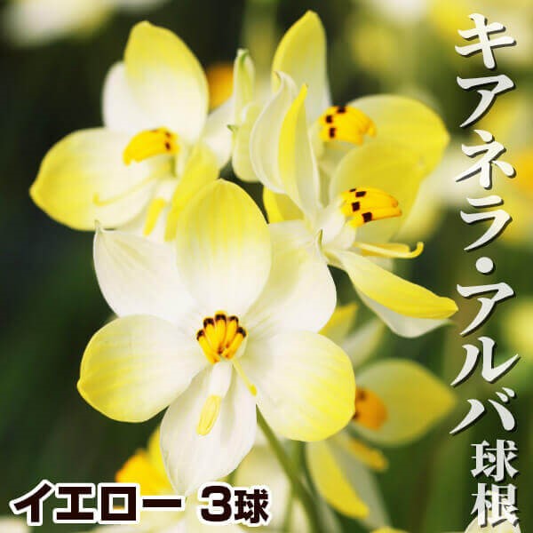 [メール便配送] 秋植え球根 キアネラ アルバ イエロー 1球