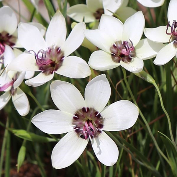 [メール便配送] 秋植え球根 ゲイソリザ ツルバキエンシス 3球