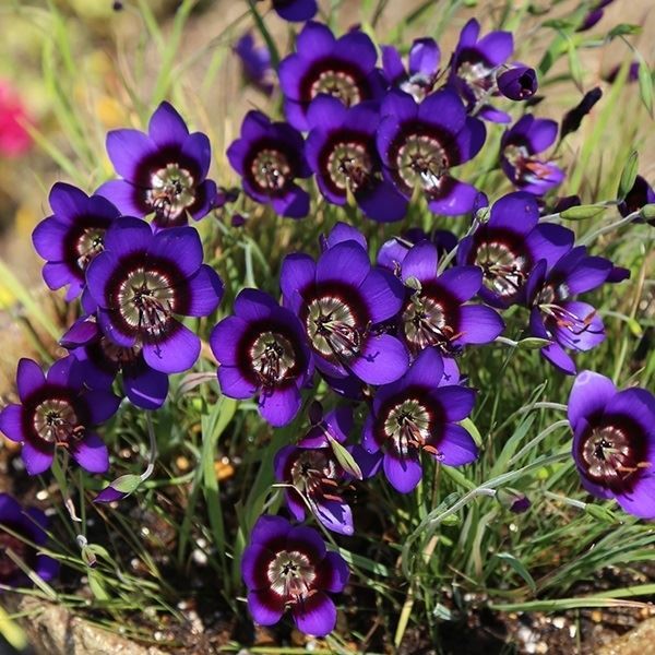 [メール便配送] 秋植え球根 ゲイソリザ モナントス 3球