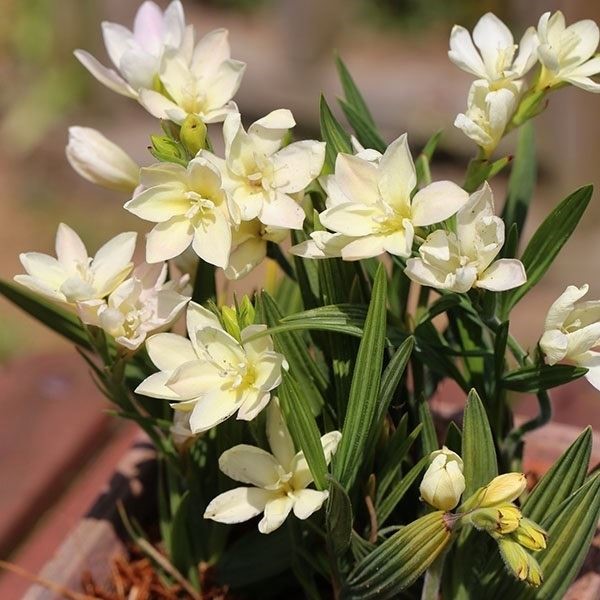 [メール便配送] 秋植え球根 バビアナ かぐや 3球