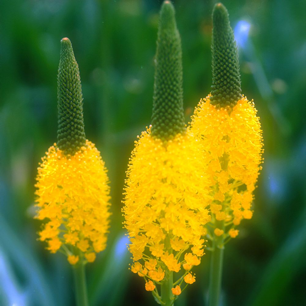 [メール便配送] 秋植え球根 バルビネラ イエロー 1球
