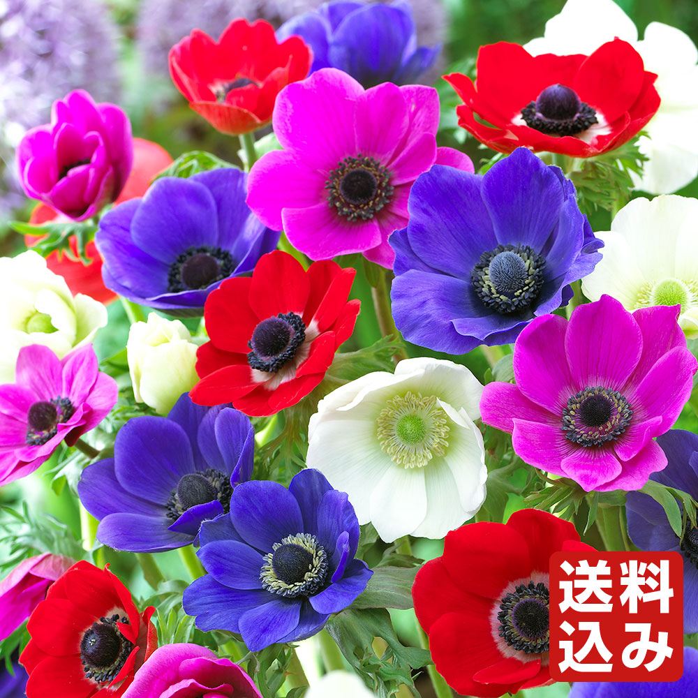 秋植え球根 アネモネ デカンミックス (無選別・名称なし)   [送料込み]