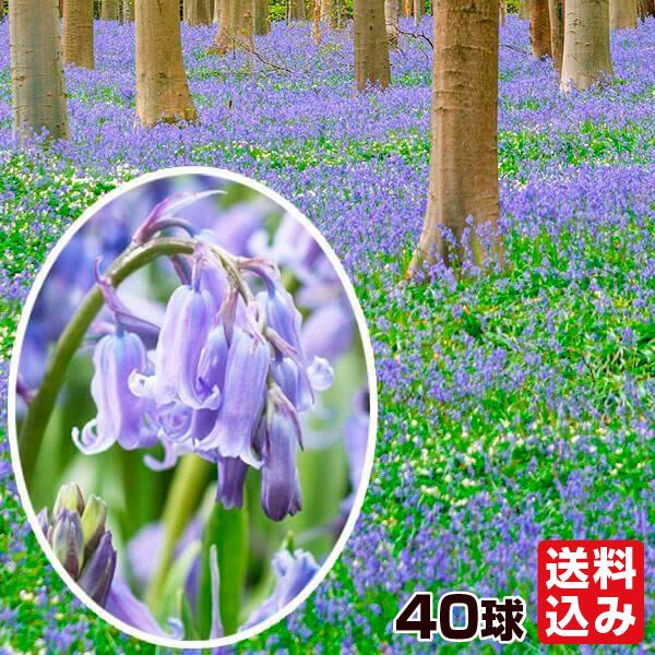 秋植え球根 ヒヤシンソイデス イングリッシュブルーベル 40球  [送料込み]