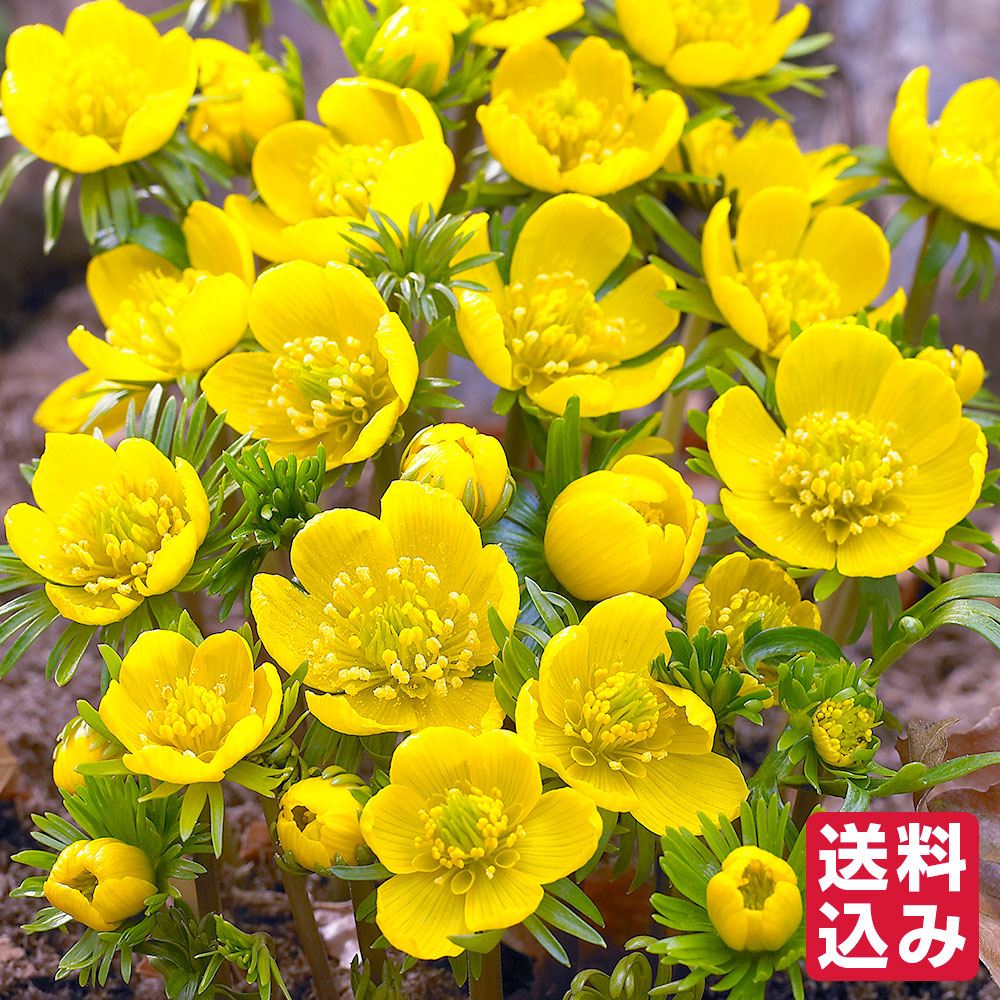 秋植え球根 黄花節分草 (エランティス) シリシカ   [送料込み]