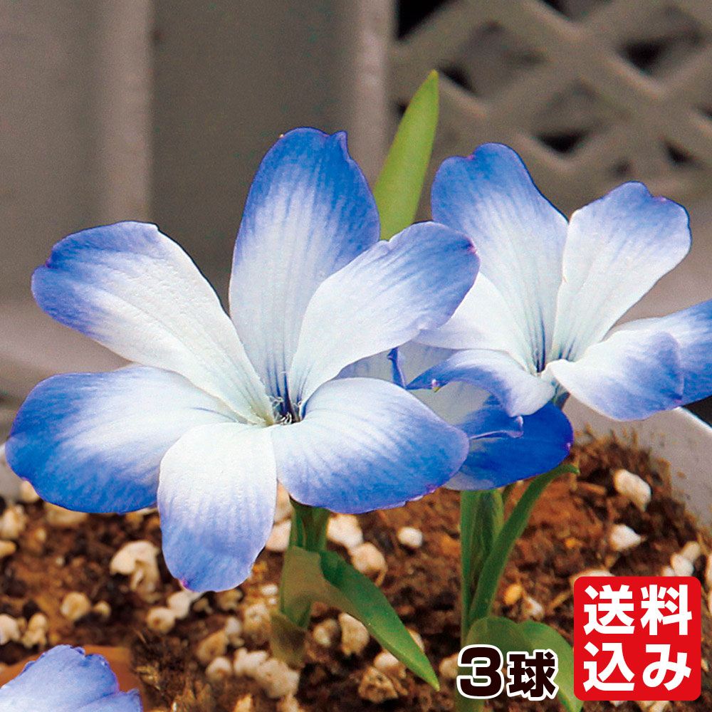 秋植え球根 テコフィレア ライヒトリニー 3球  [送料込み]