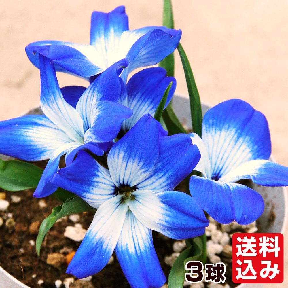 秋植え球根 テコフィレア キアノクロッカス 3球  [送料込み]