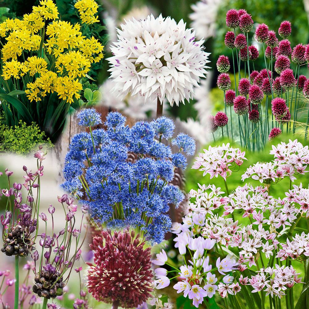 秋植え球根 小輪アリウムガチャ (無選別・名称なし)   [送料込み]