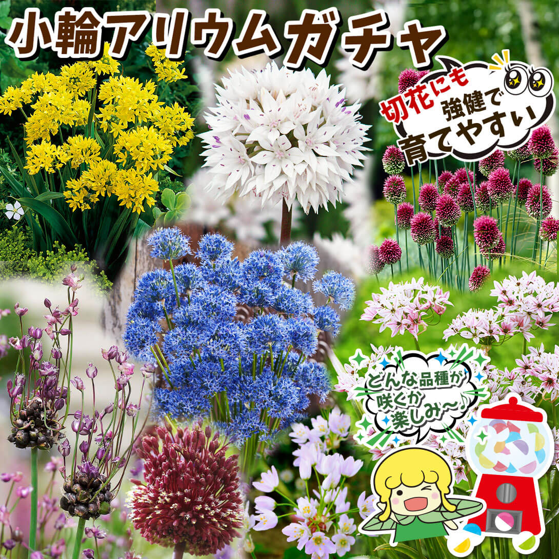 アリウムガチャ