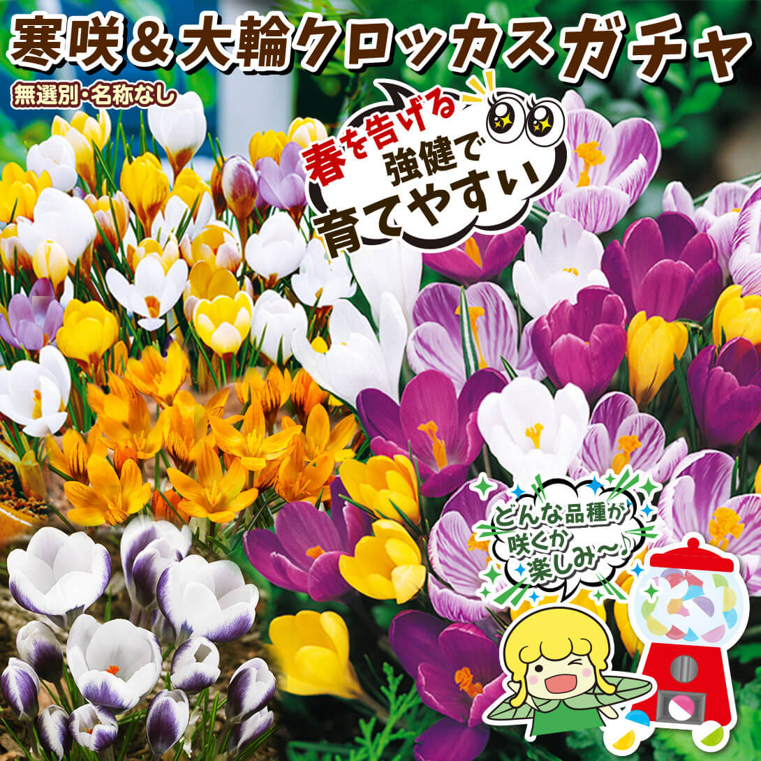 クロッカスガチャ