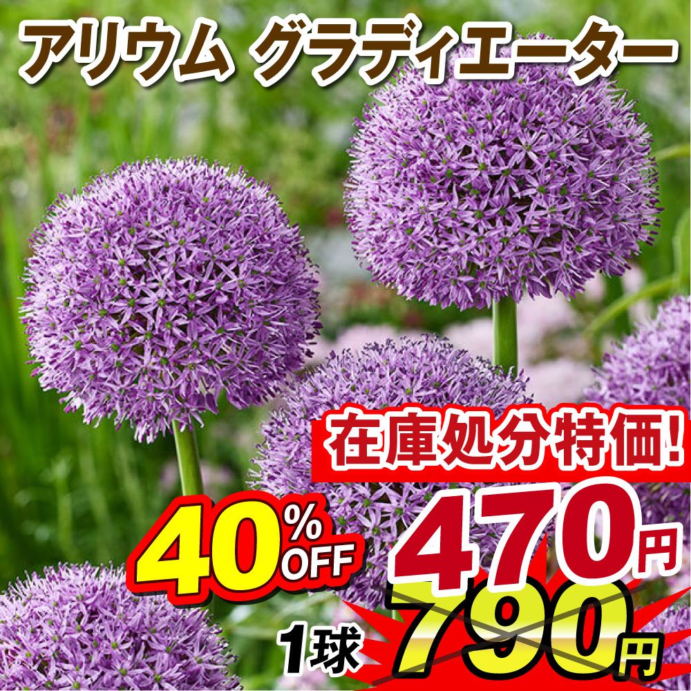 秋植え球根 アリウム グラディエーター(大輪) 1球 [在庫処分]