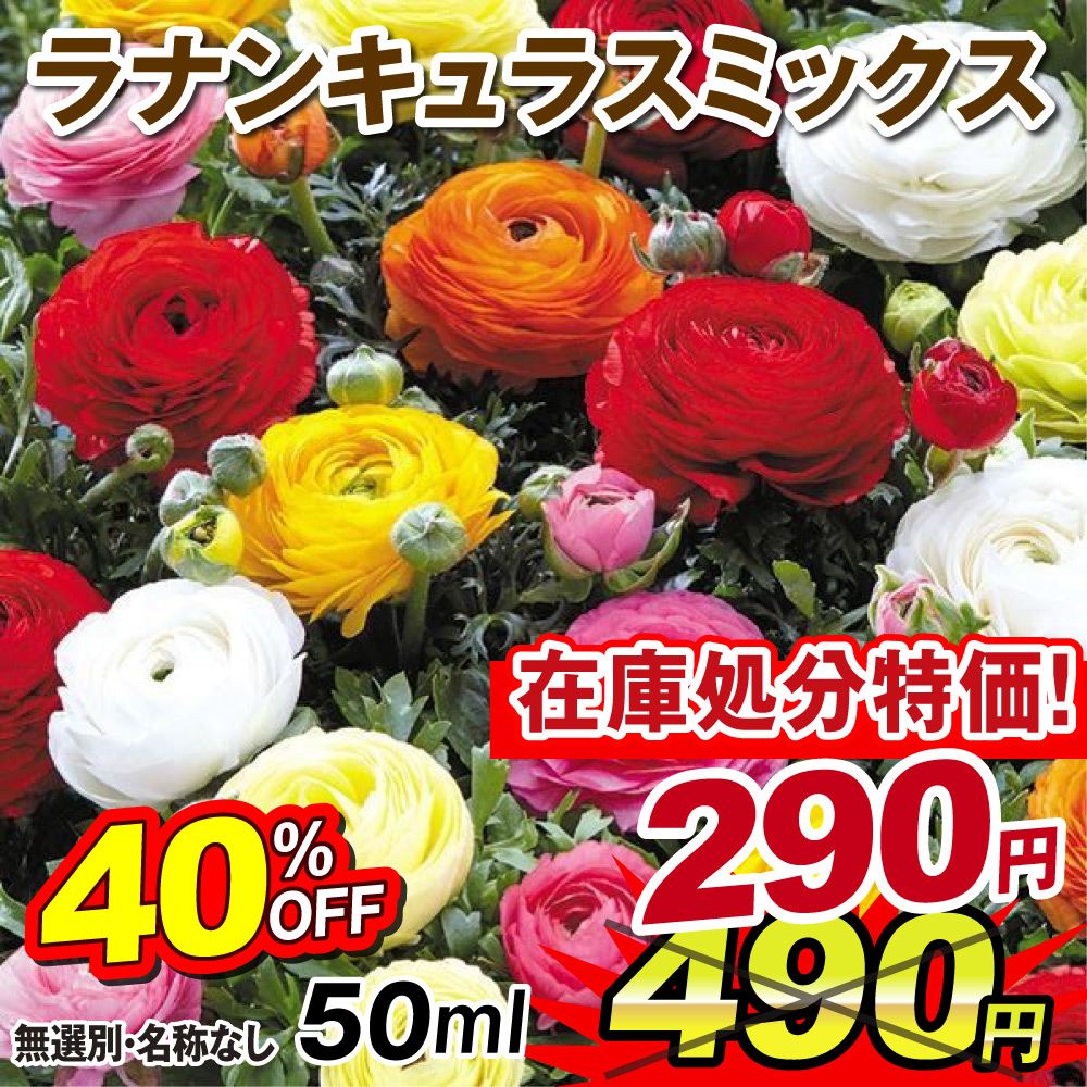 秋植え球根 ラナンキュラス ミックス(無選別) 50ml[在庫処分]