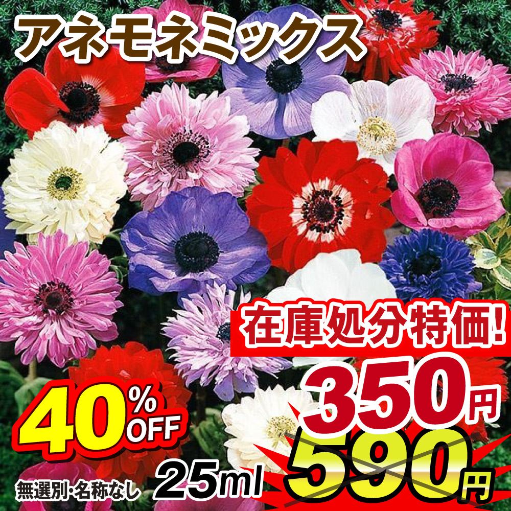 秋植え球根 アネモネミックス (無選別) 25ml[在庫処分]