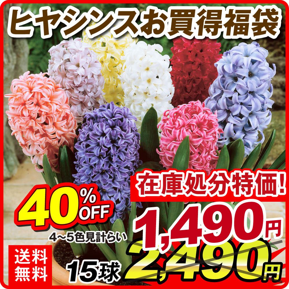 秋植え球根 ヒヤシンスお買得福袋 15球 (4～5色見計らい・名称付） 送料無料[在庫処分]