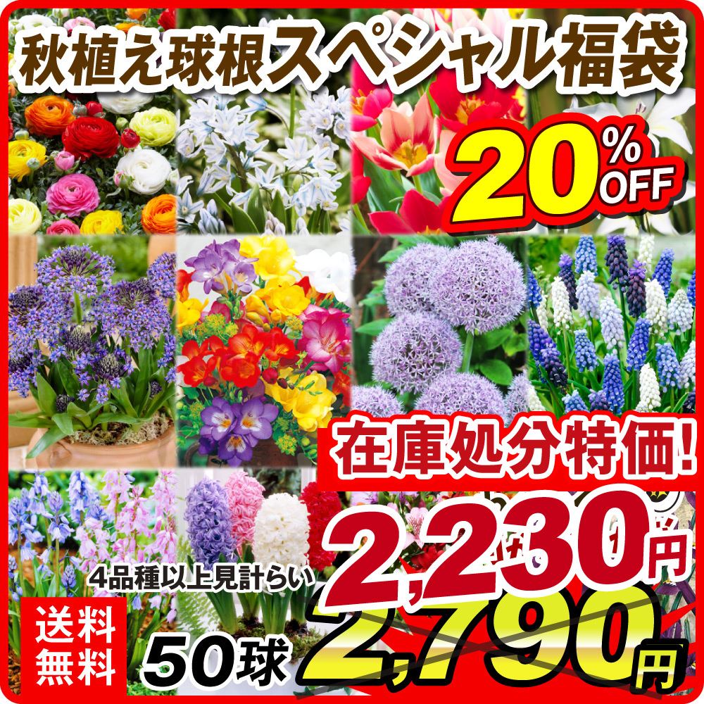 秋植え球根 スペシャル福袋 50球以上1組 （4品種以上・品種見計らい・名称付き）[在庫処分]