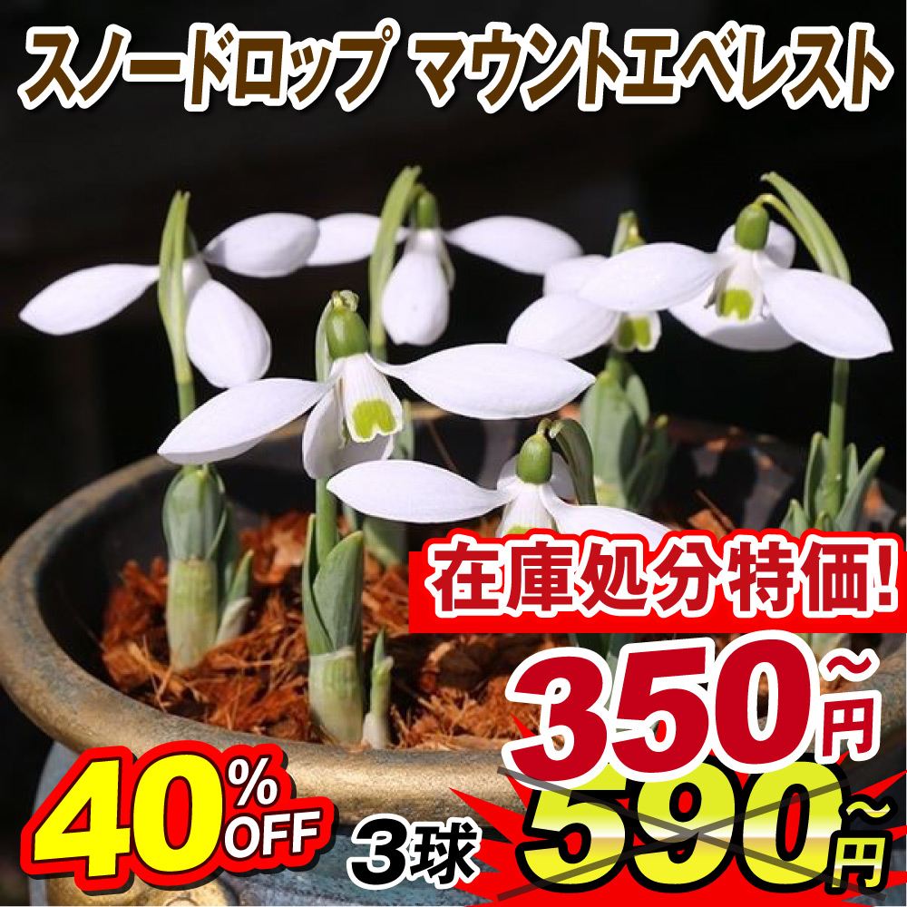 [メール便配送] 秋植え球根 スノードロップ (ガランサス) マウントエベレスト[在庫処分]