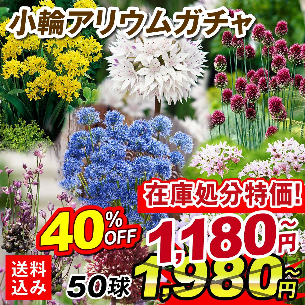秋植え球根 小輪アリウムガチャ (無選別・名称なし)   [送料込み][在庫処分]