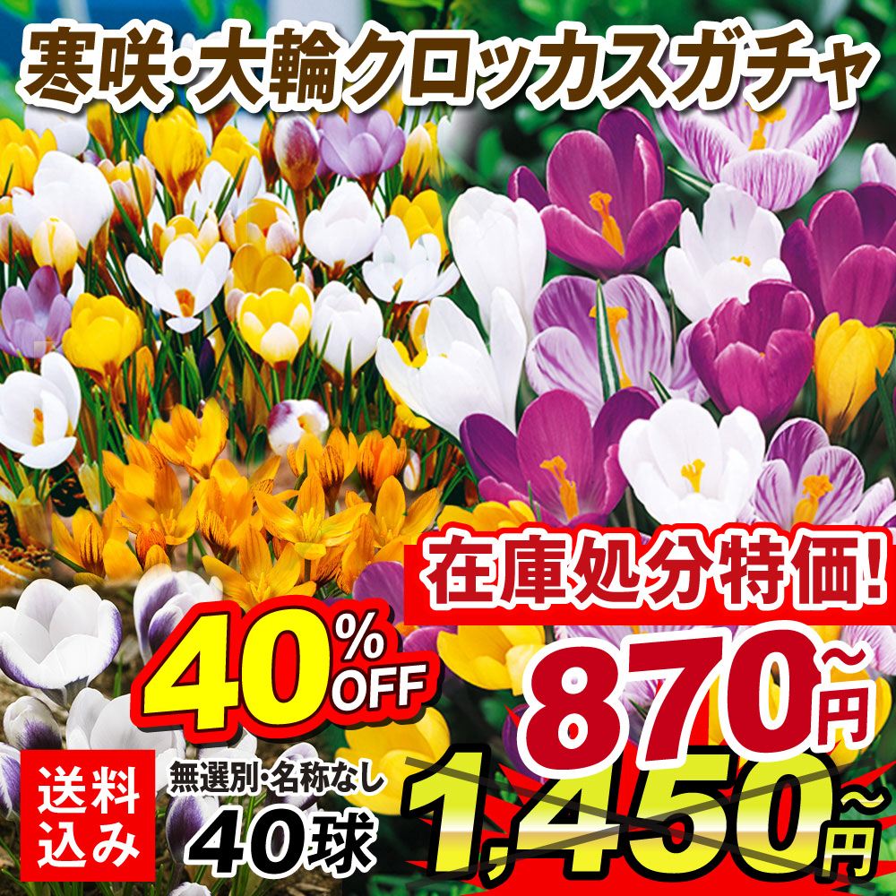 秋植え球根 寒咲・大輪クロッカスガチャ (無選別・名称なし)   [送料込み][在庫処分]