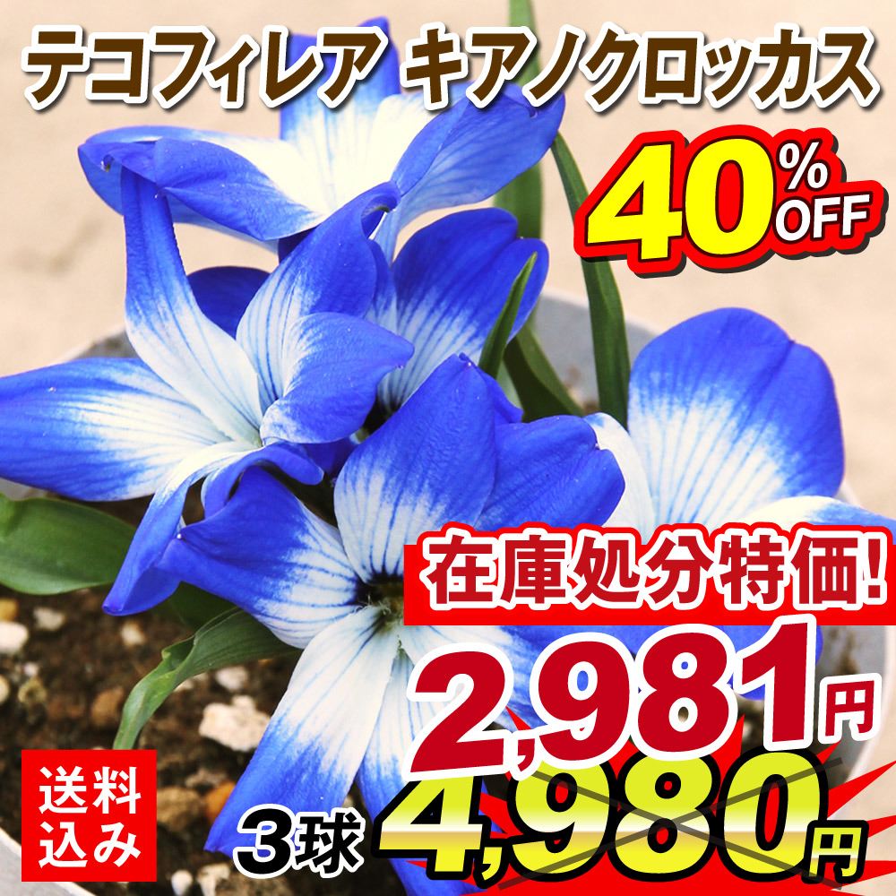 秋植え球根 テコフィレア キアノクロッカス 3球  [送料込み][在庫処分]