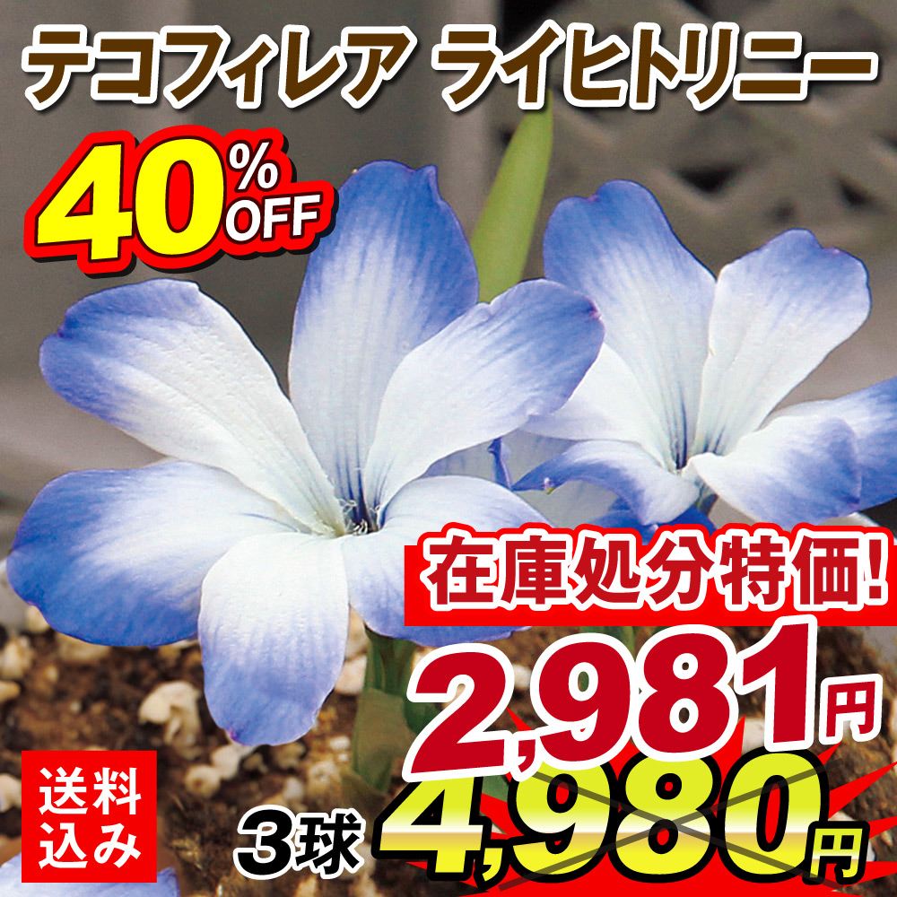 秋植え球根 テコフィレア ライヒトリニー 3球  [送料込み][在庫処分]