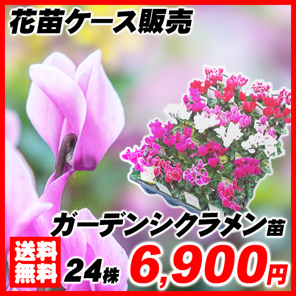 花苗大特価 ガーデンシクラメン苗 ケース販売 1ケース24株入り 送料無料