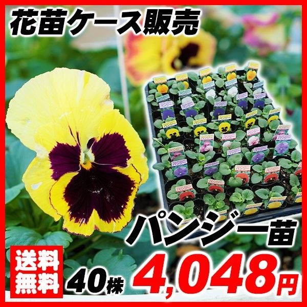 花苗大特価 パンジー ケース販売 1ケース40株入り 送料無料