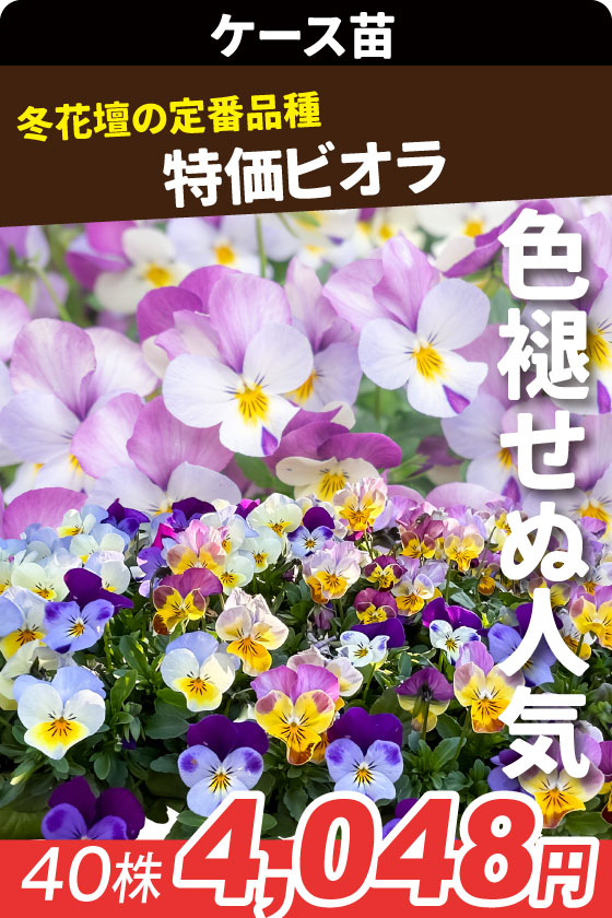 花苗大特価 ビオラ ケース花苗