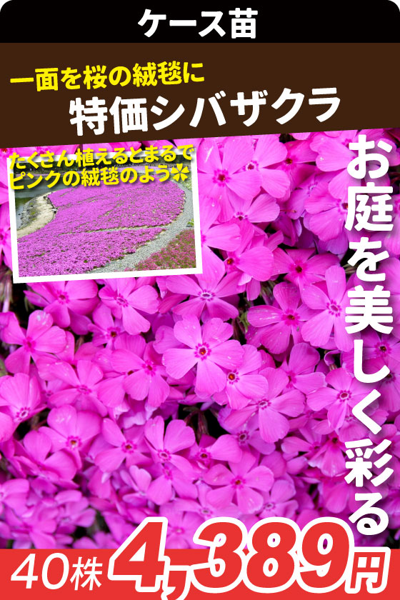 ケース花苗 芝桜 ダニエルクッション