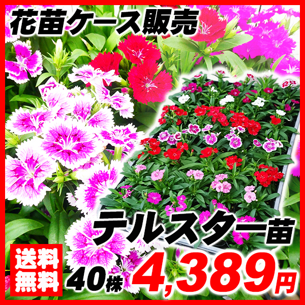 花苗大特価 テルスター苗 ケース販売 1ケース40株入り 送料無料