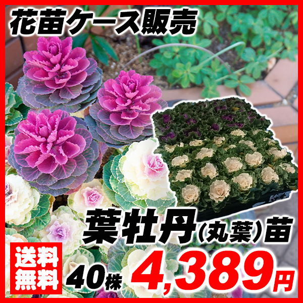 花苗大特価 丸葉葉牡丹苗 ケース販売 1ケース40株入り 送料無料