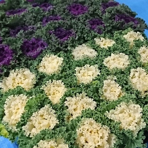 花苗 縮緬 葉牡丹混合 3号ポット 10株