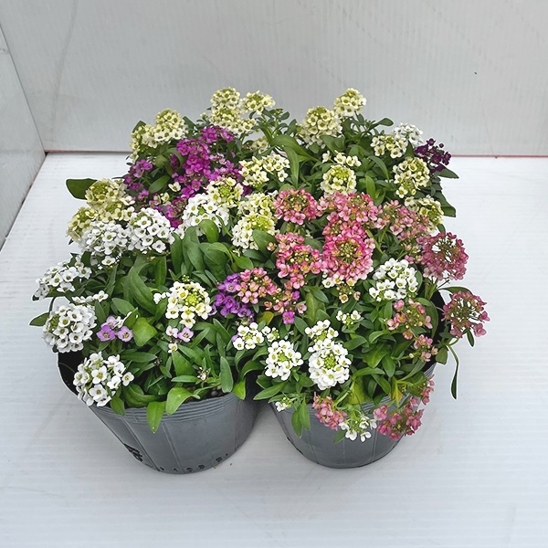 花苗 アリッサムMIX植え 3号ポット 2株