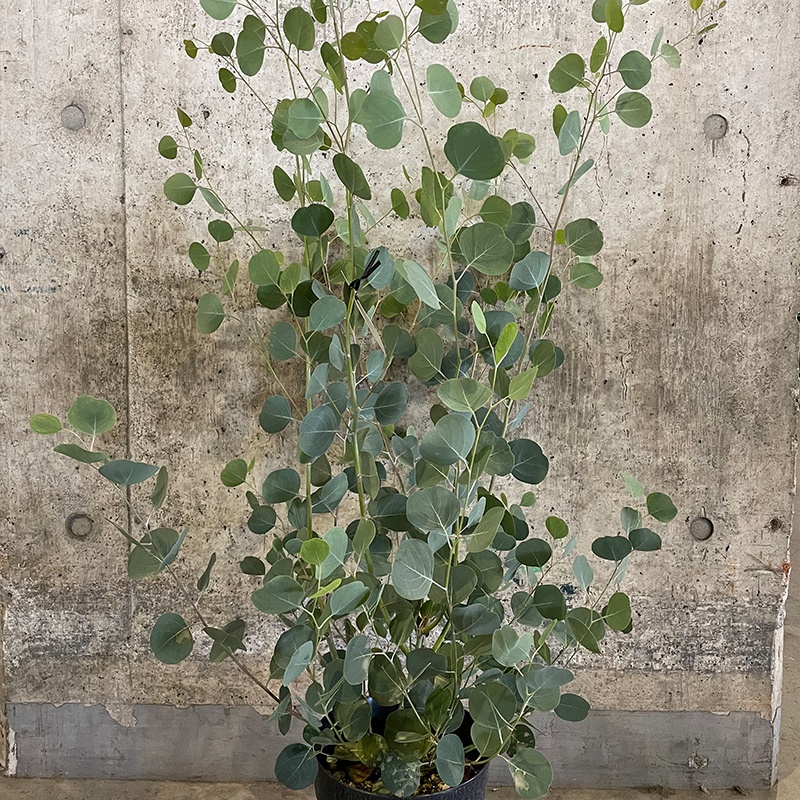 花木苗 ユーカリ ポポラス 6号鉢 1株