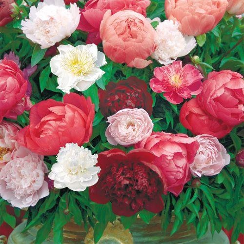 花木苗 しゃくやく福袋（品種見計らい・品種名付き） 4号ポット 2株