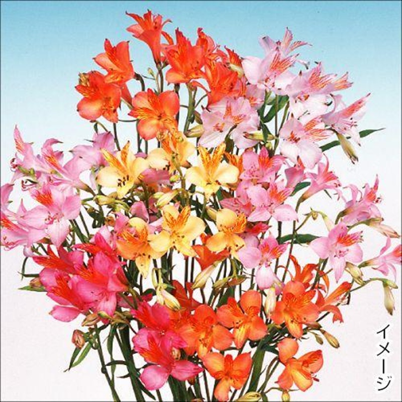 花苗 アルストロメリア福袋 3.5号ポット 3株