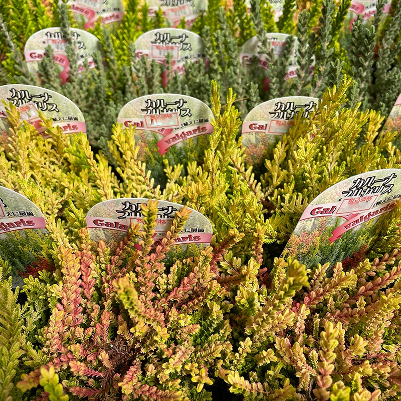 観葉植物 カルーナ ブルガリス 3号ポット 2株