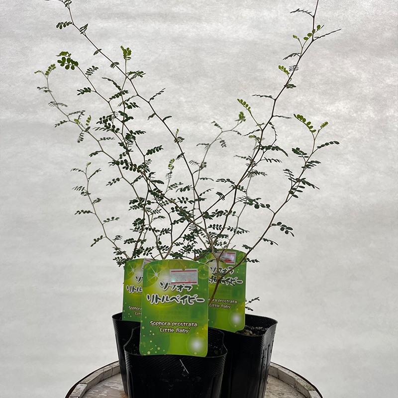 観葉植物 ソフォラ プロストラータ リトルベイビー 3号ポット 2株