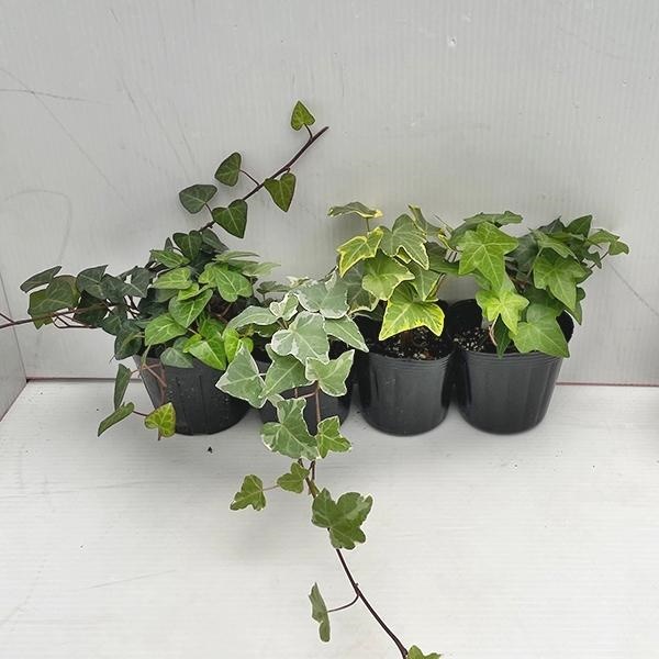 観葉植物 ヘデラ 3号ポット 2株