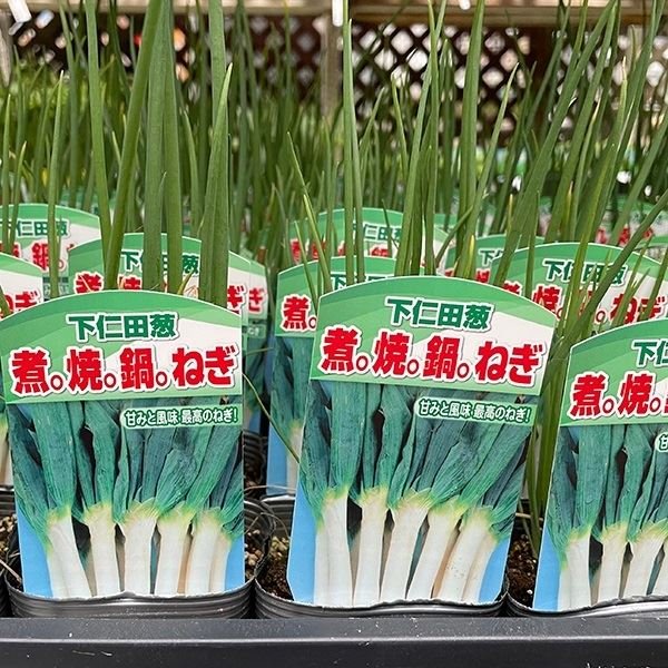 野菜苗 下仁田葱 3号ポット 2株