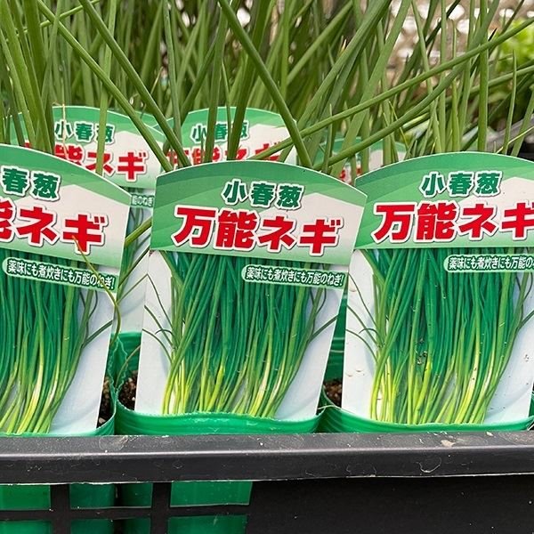 野菜苗 万能ネギ 3号ポット 2株