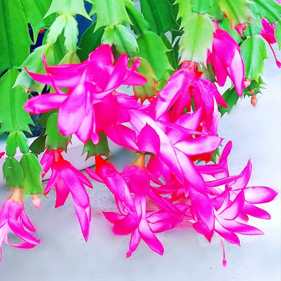 鉢花 デンマークカクタス　花色おまかせ 3～3.5号 1株