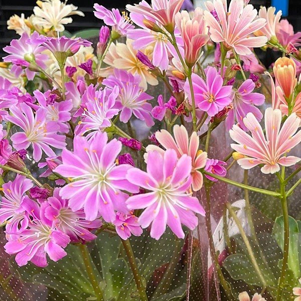鉢花 レウィシア　花色おまかせ 3.5号鉢 2株